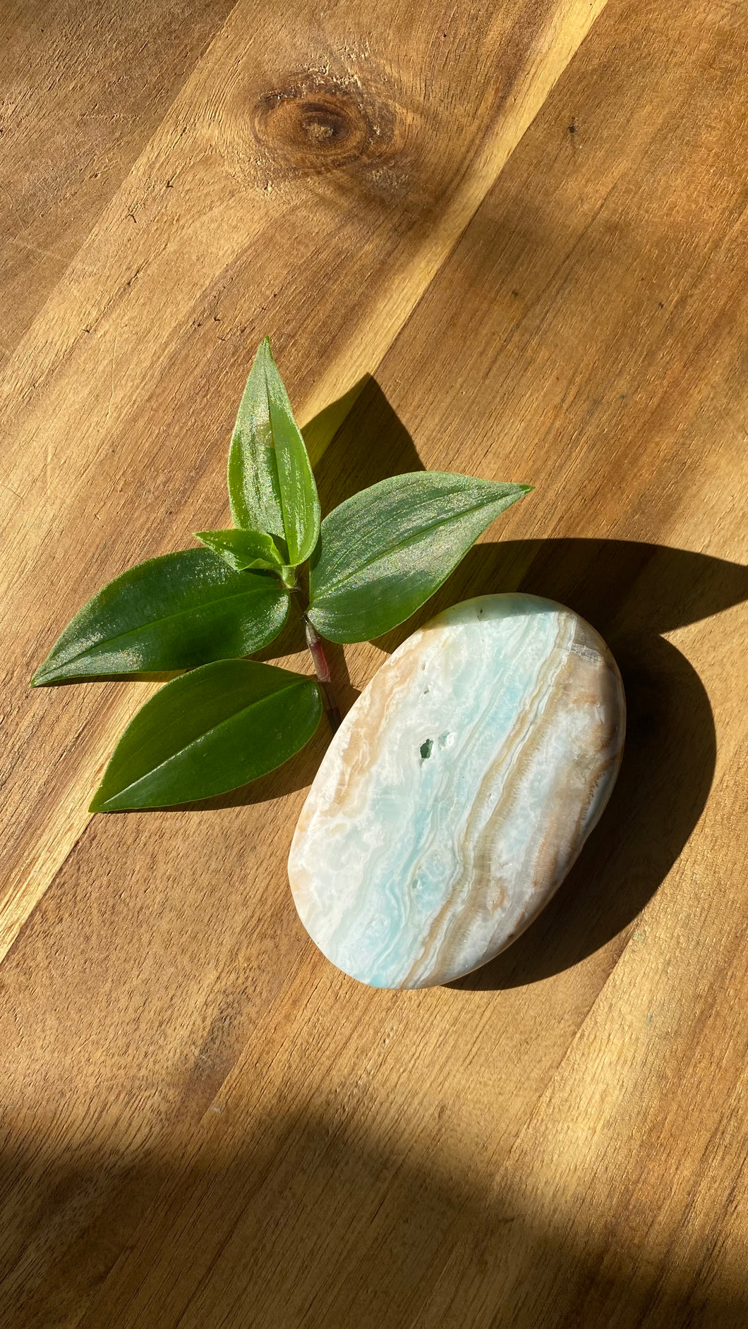 Caribbean Calcite Palm