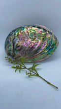 Load image into Gallery viewer, Abalone Shell
