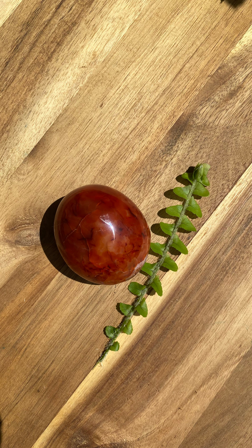 Carnelian Palm