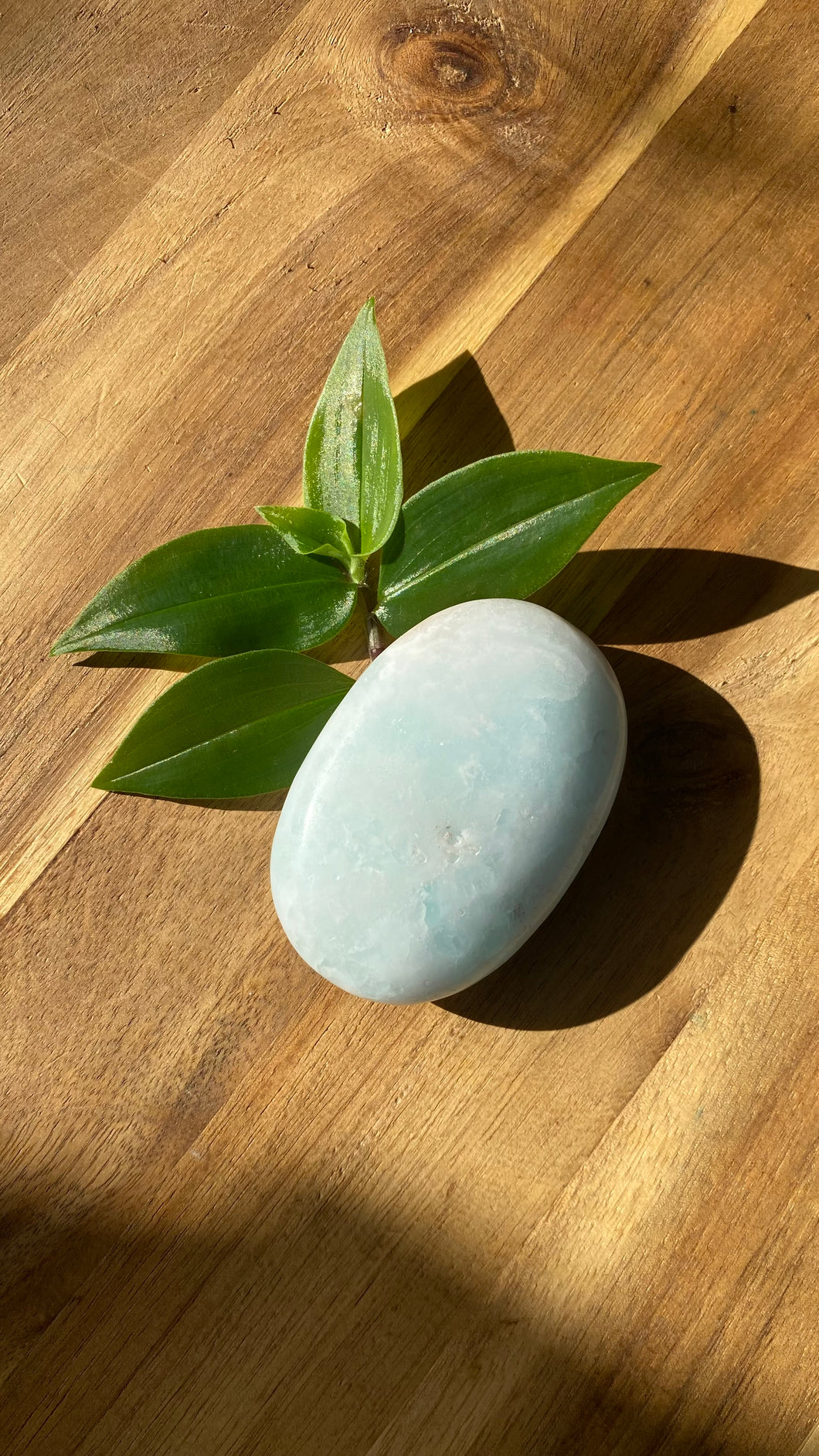 Caribbean Calcite Palm