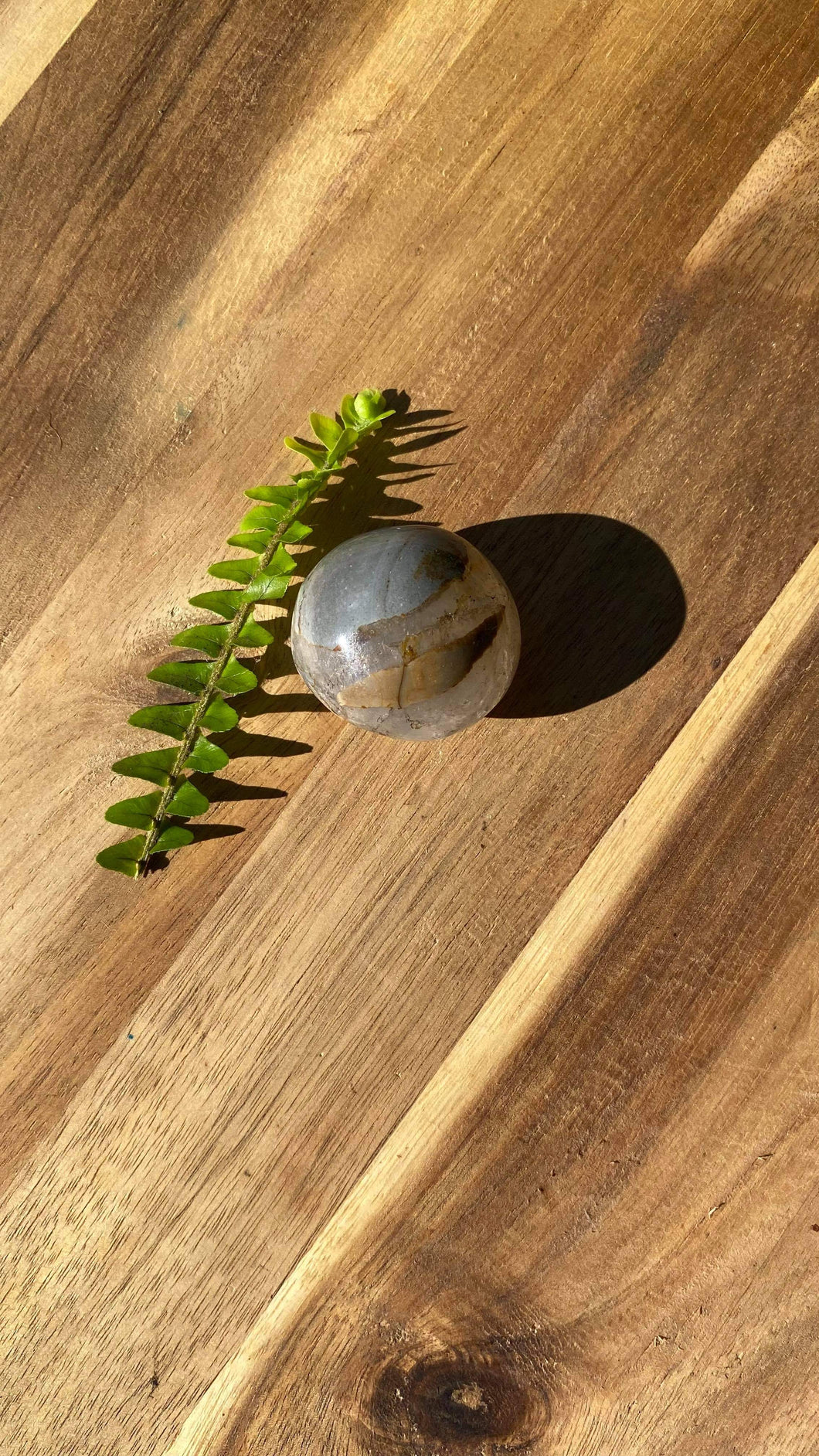 Ibis Jasper Palm