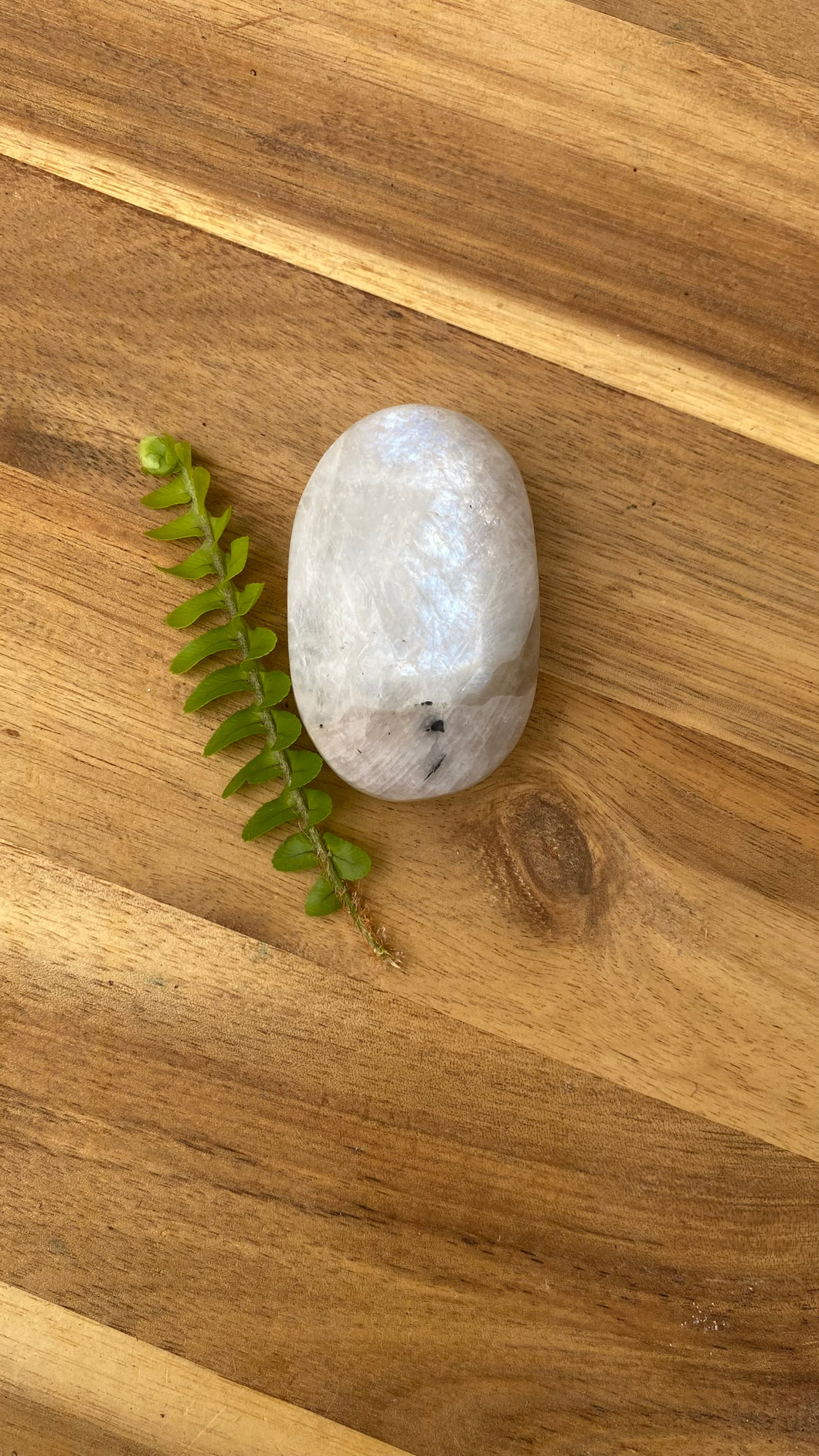 White moonstone palm