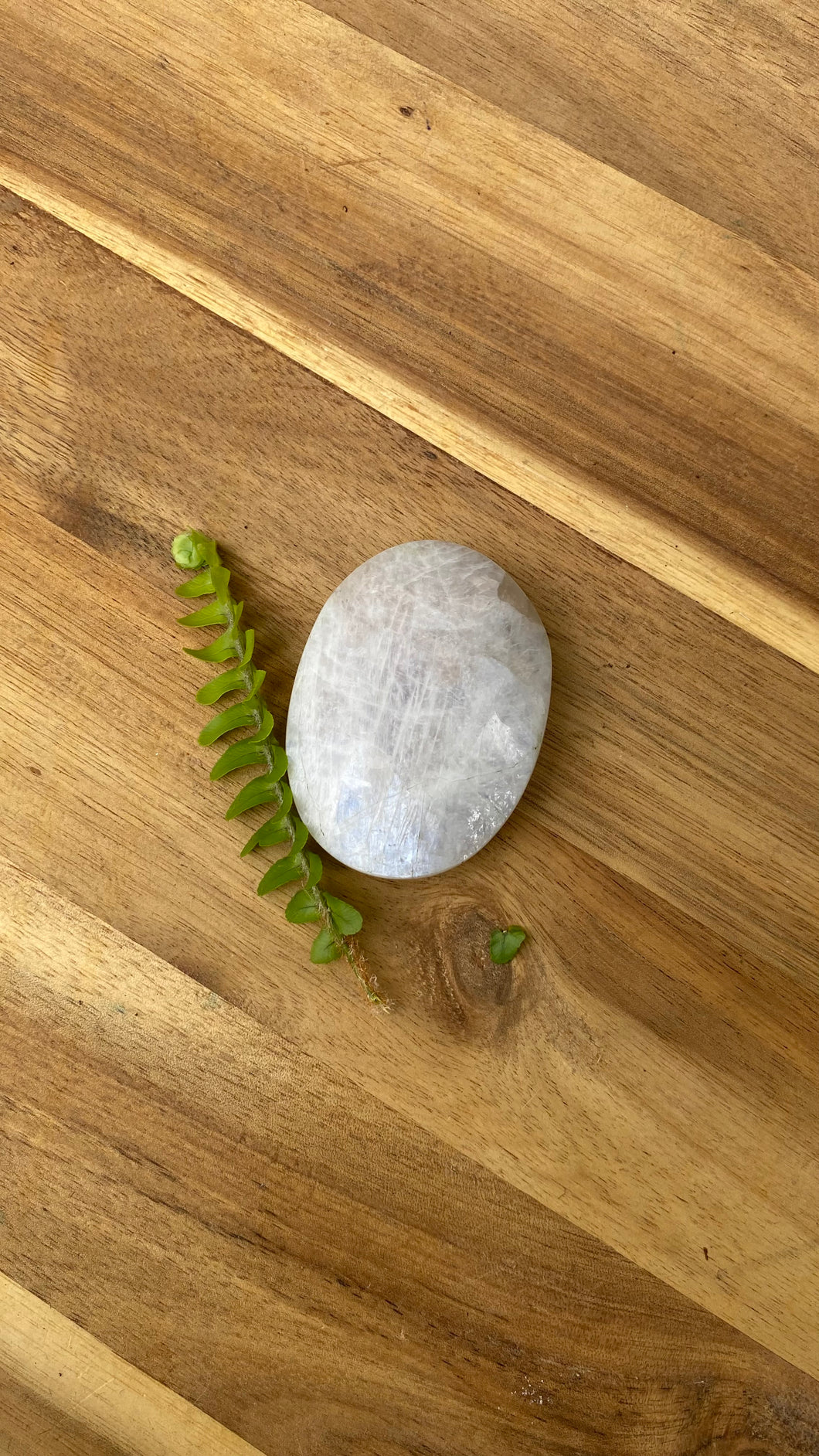 White moonstone palm