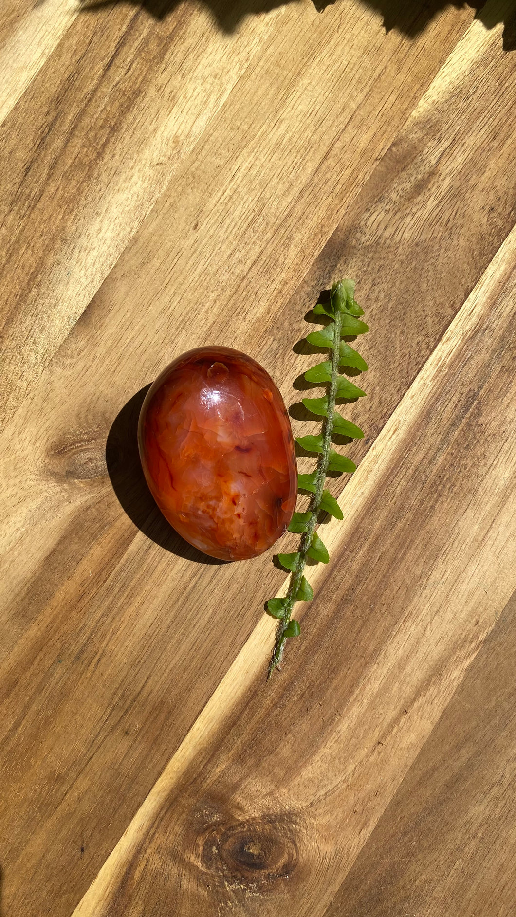 Carnelian Palm