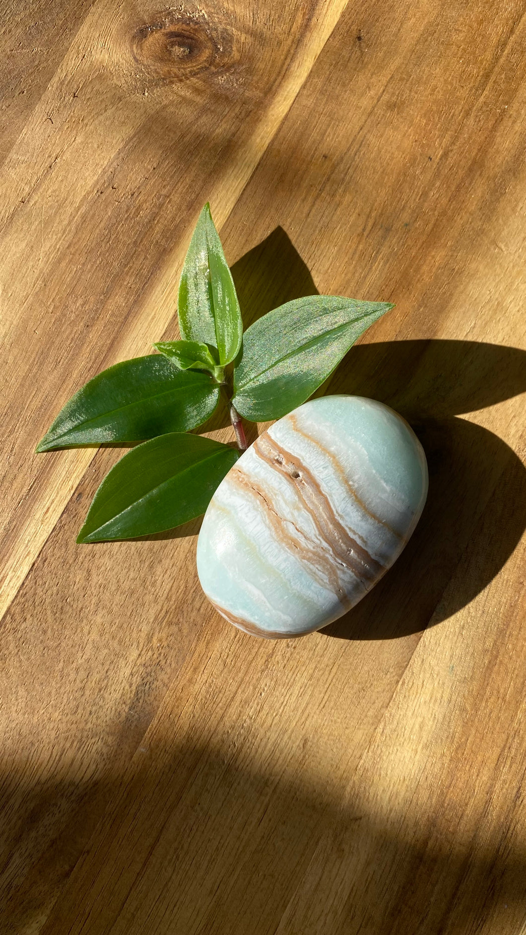 Caribbean Calcite Palm