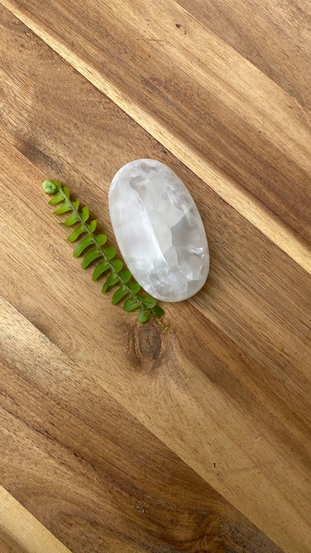 Afghanistan jade palm