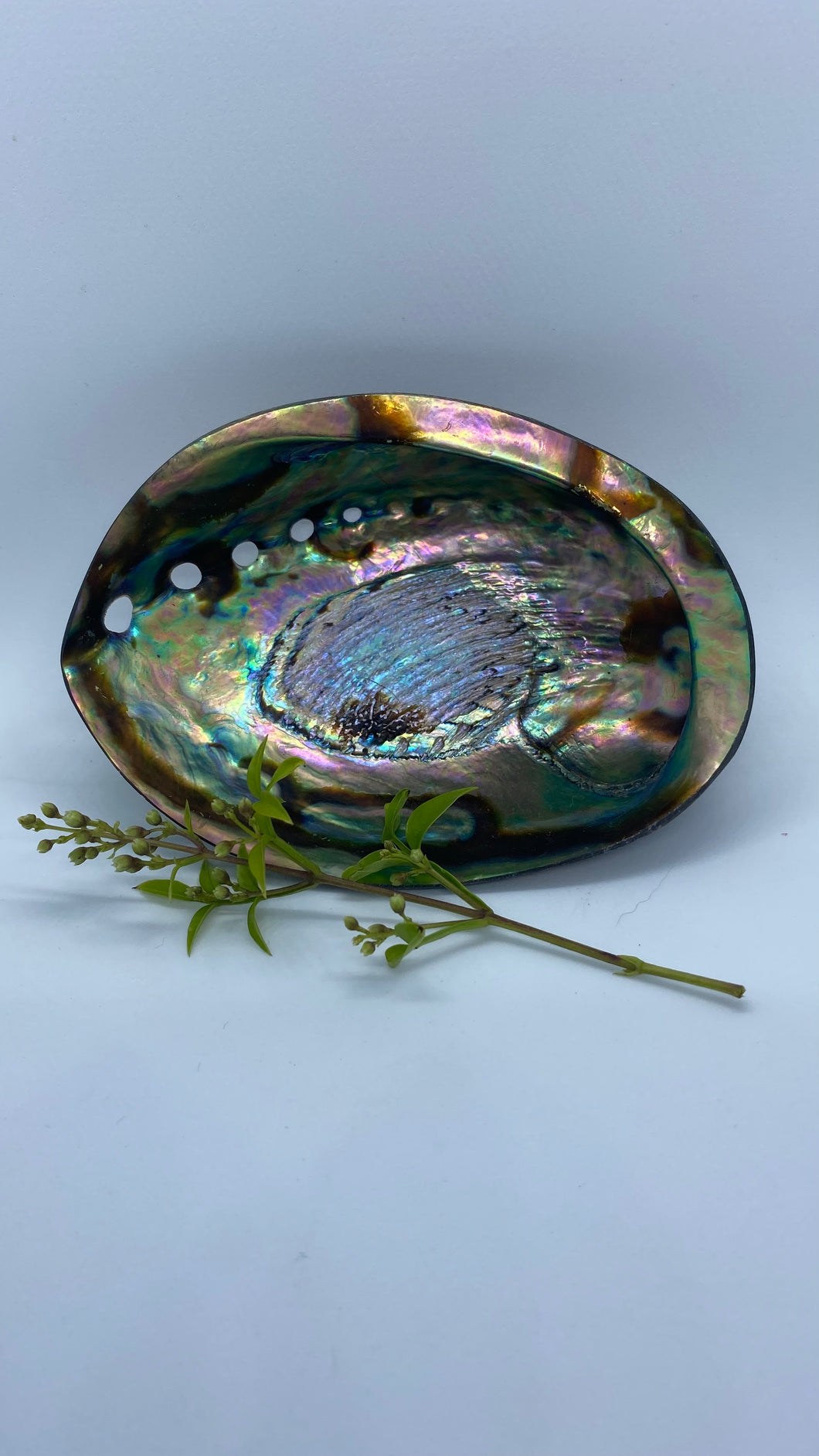 Abalone Shell
